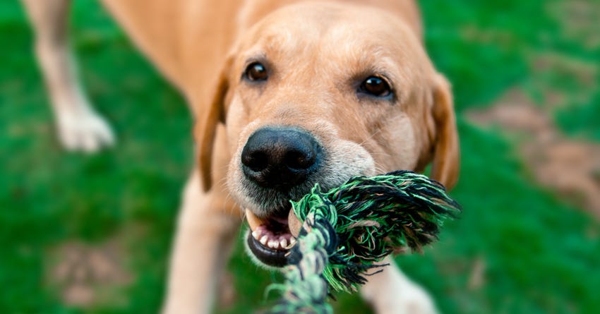 20 Interactive Dog Toys To Keep Your Pup Busy PureWow, 44% OFF