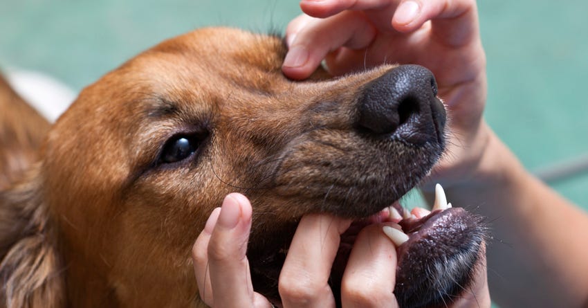 can gum disease in dogs kill them