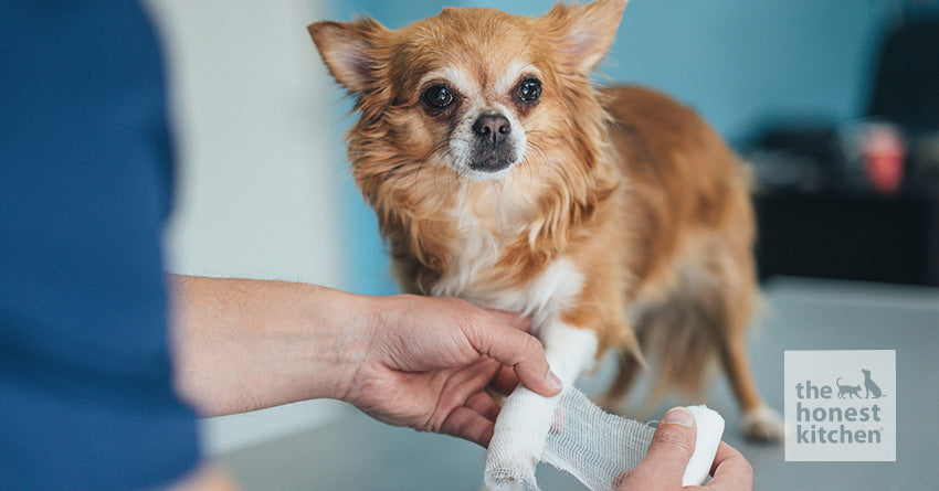 When Your Dog Hurts his Paw – The Honest Kitchen