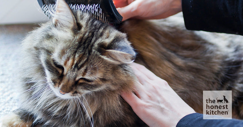 The 7 Best Cat Brushes of 2024, Tested and Reviewed