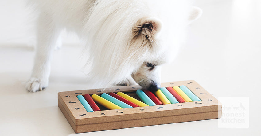 Beginner Dog Puzzle Toy, Level 1 Activity, Treat Puzzle