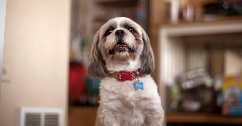 Shih tzu always store scratching