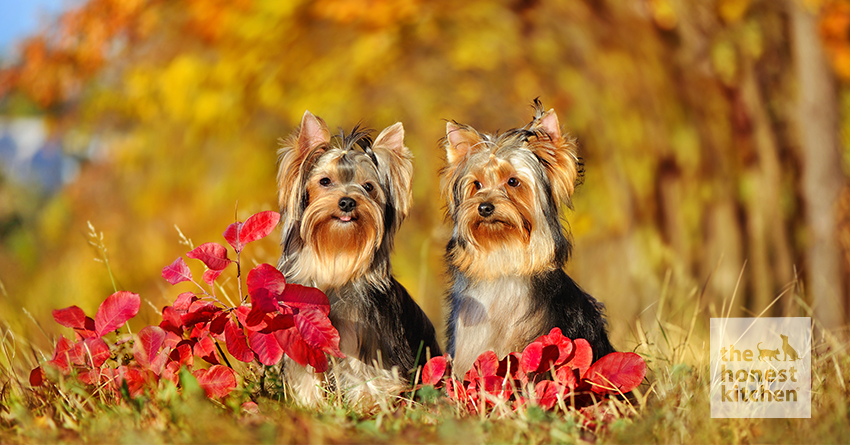 Yorkshire Terrier Diet Essentials Selecting the Best Food for Your Pet The Honest Kitchen