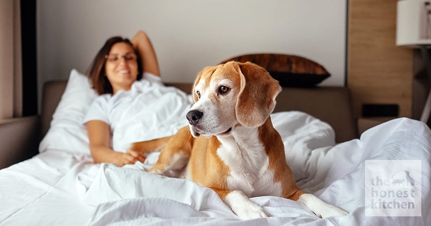Why Dogs Like To Sleep in Your Bed, According to Pet Experts - Parade