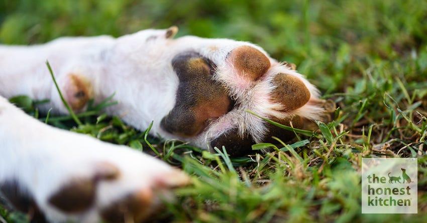 Understanding Dog Foot Pads - Are My Dogs Feet Really Protected?