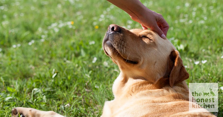 Does your dog really like being petted?