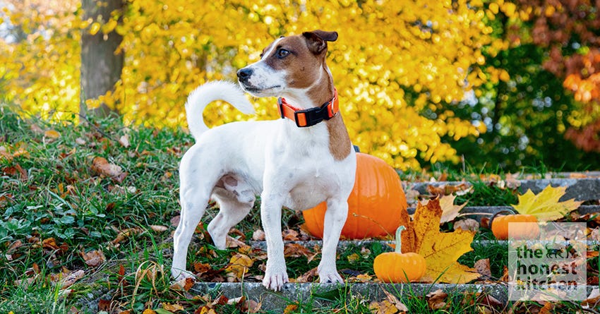 6 Reasons Pumpkin is Great for Your Dog – The Honest Kitchen