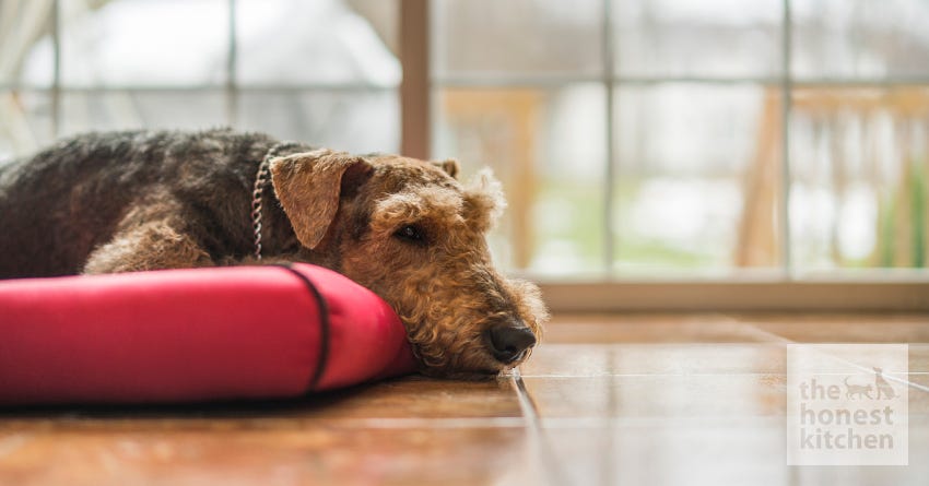 Is Your Dog Bored? What To Do When Your Dog Has Too Much Downtime