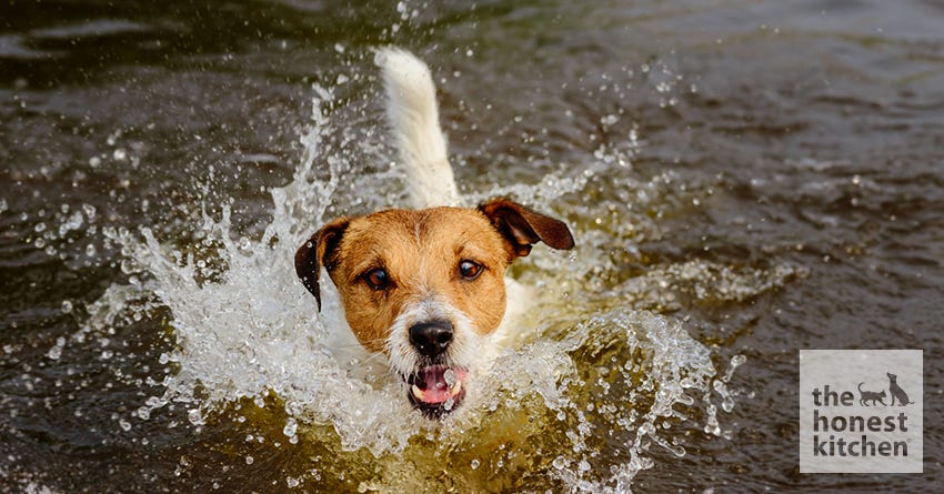 how do i know if my dog is retaining water