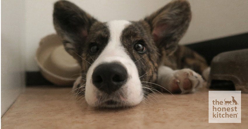 Home remedies for outlet dry dog ears