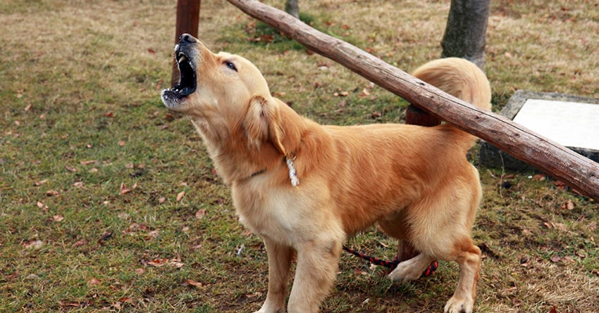 Dog barks every sales morning