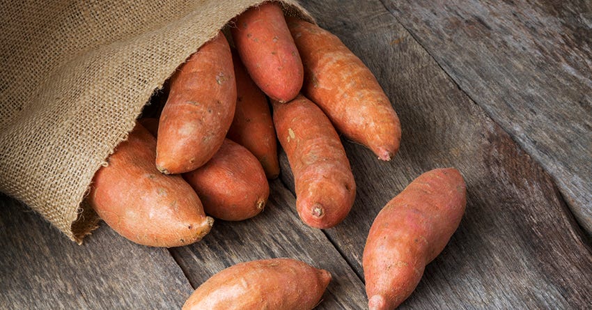 Canned sweet hotsell potato for dogs