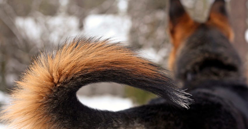 German shepherd sale tail types