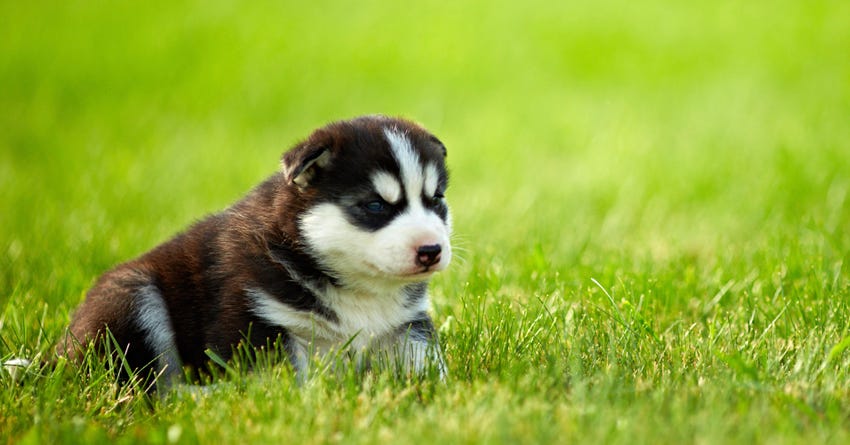 Puppy first days home 