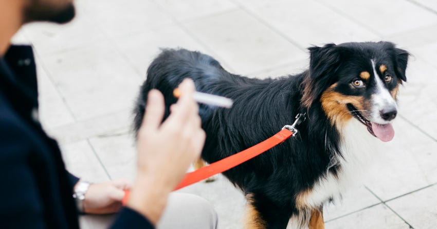 Second hand pet 2024 store near me