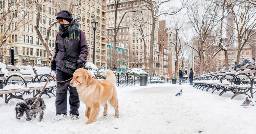 Dogs for 2024 city living