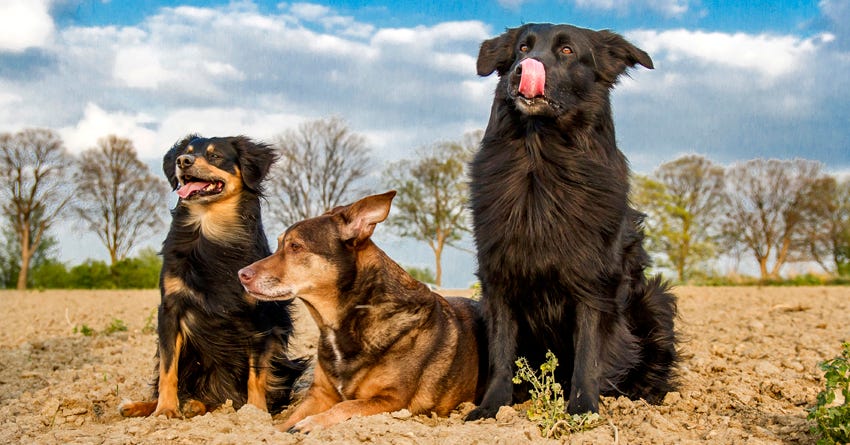 can you train two dogs at once