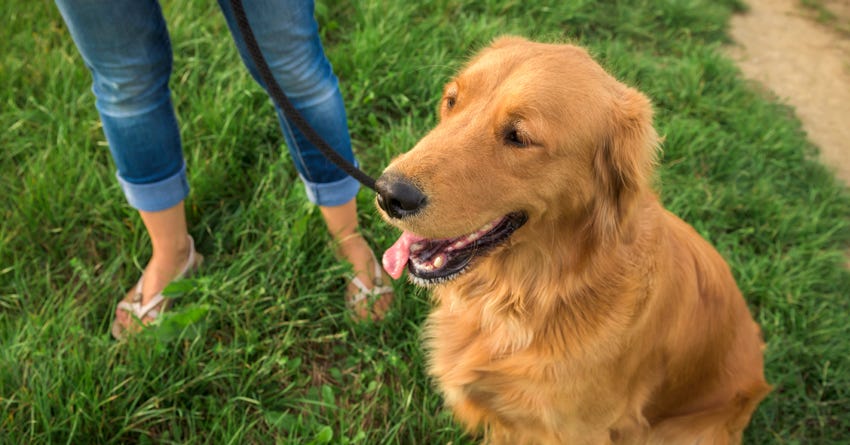 are dogs easier to train