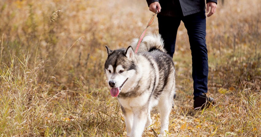 How to Prevent Boredom (and Mischief) in Your Dog