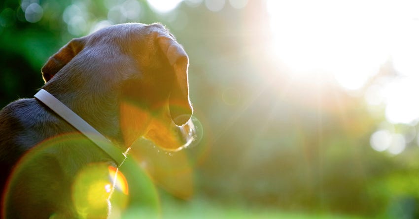 how often do dogs need sunlight