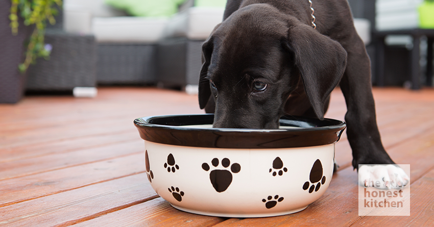 How much dog food for puppy best sale