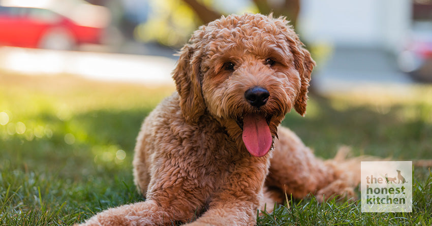 Goldendoodle puppy diet best sale