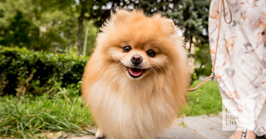 Pomeranian food list best sale