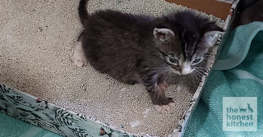 Kitten using litter box best sale