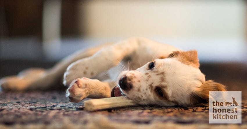 8 Rawhide Alternatives That Are Safe For Your Dog The Honest Kitchen