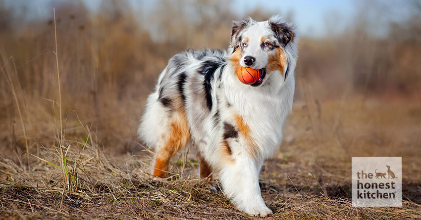 Puppy food for australian fashion shepherd puppy