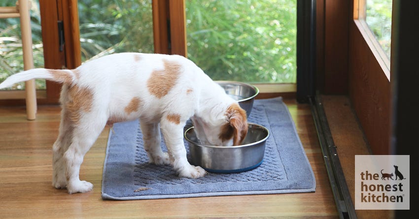 12 Tips and Tricks for Getting A Picky Dog to Eat Their Food The Honest Kitchen