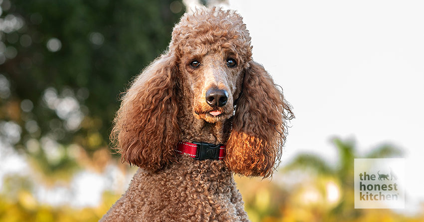 Dog food for standard poodle fashion puppies