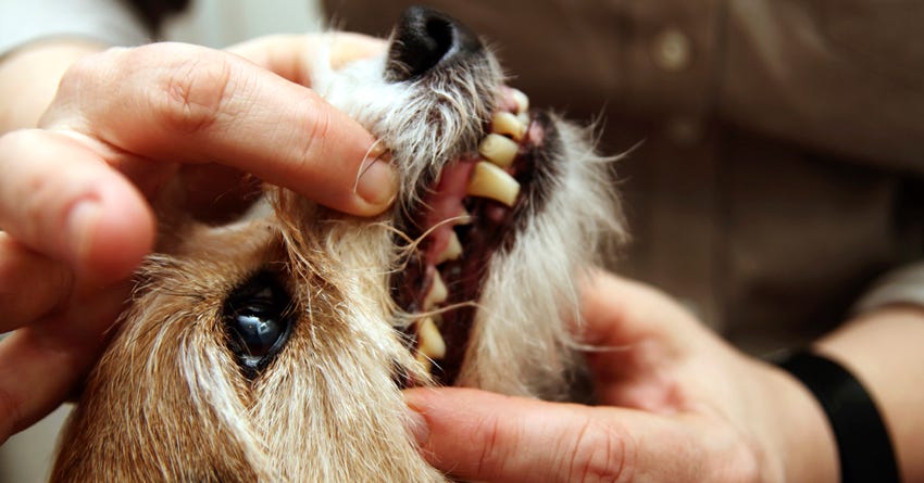 Can you use baking soda to brush a dog's teeth hotsell