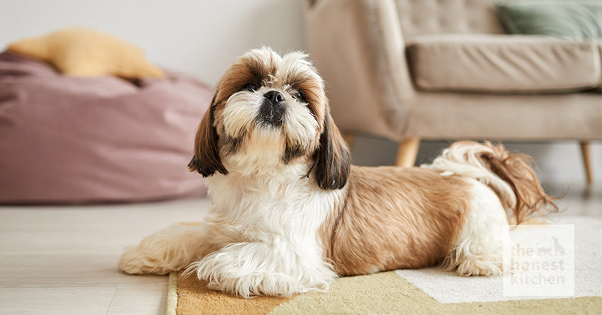 Healthy food for shih tzu best sale