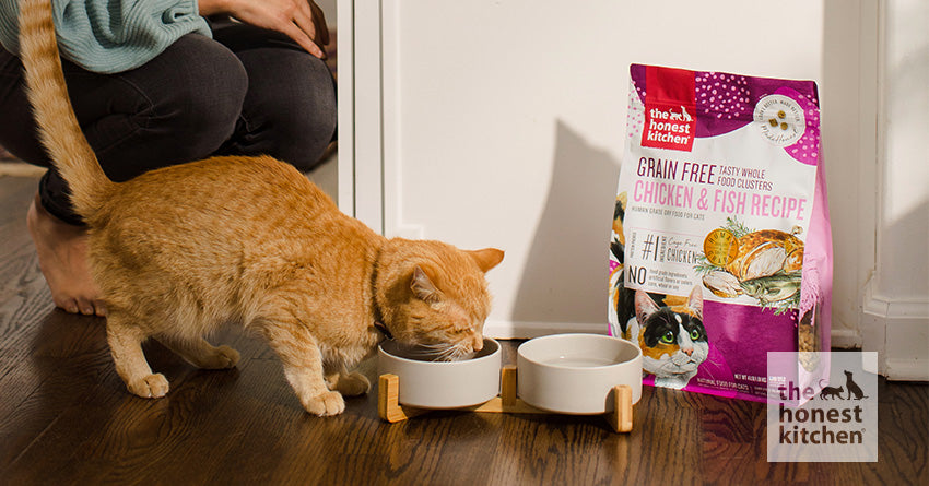 What Is Human Grade Cat Food The Honest Kitchen