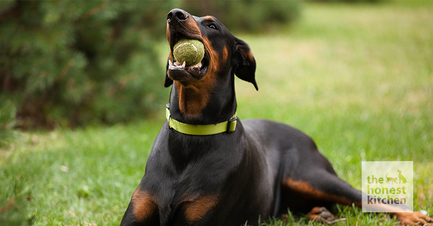 Doberman puppy food best sale