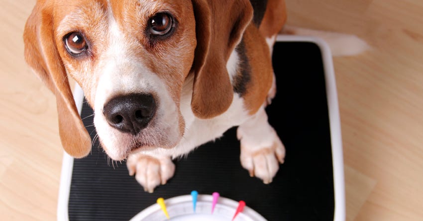 The Essential Dog Weight Loss Guide 8 Step Plan The Honest Kitchen