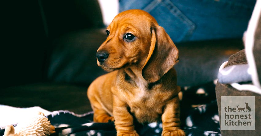 http://www.thehonestkitchen.com/cdn/shop/articles/puppy-proofing.jpg?v=1651517610