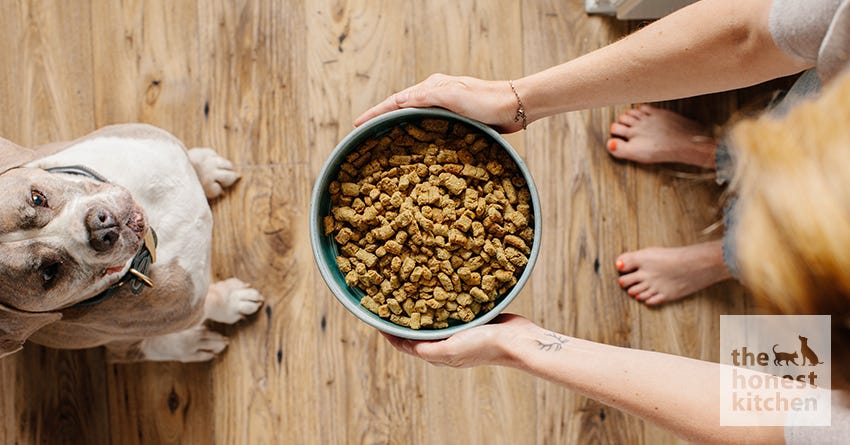 Foods for dogs with sensitive outlet stomachs