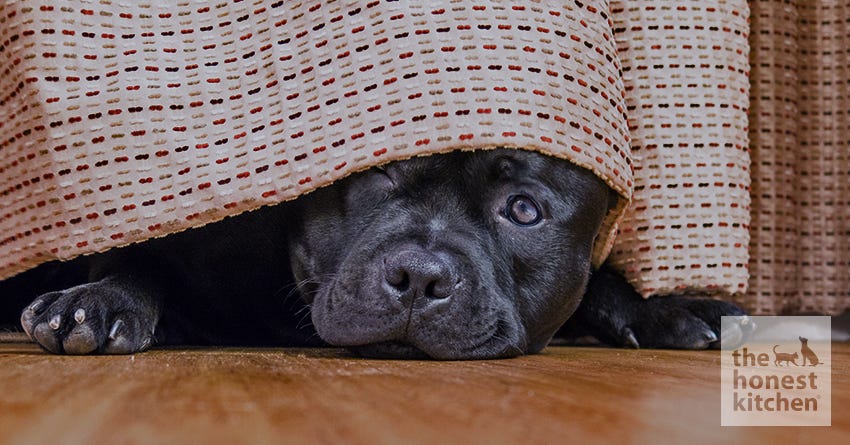 How to Keep Your Dog Calm During Thunderstorms The Honest Kitchen