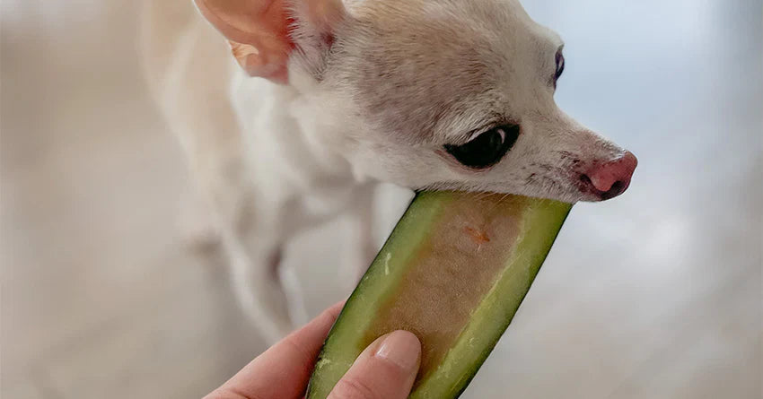 Healthy Frozen Cucumber Boats Treats for Dogs