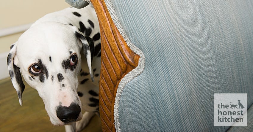 Dog hiding behind chair