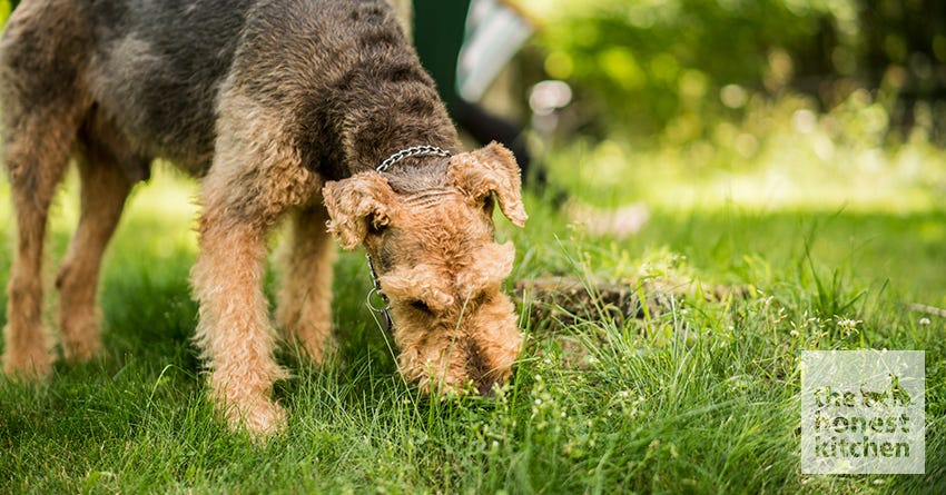 Why Do Dogs Eat Grass The Honest Kitchen   EatGrass1 