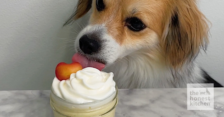 Piña Colada for Dogs