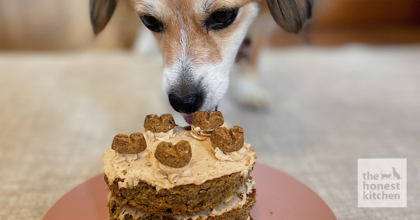 Peanut Butter Cake For Dogs Recipe – The Honest Kitchen