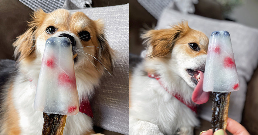 Red, White & Blue Pupsicles - Frozen Dog Treats