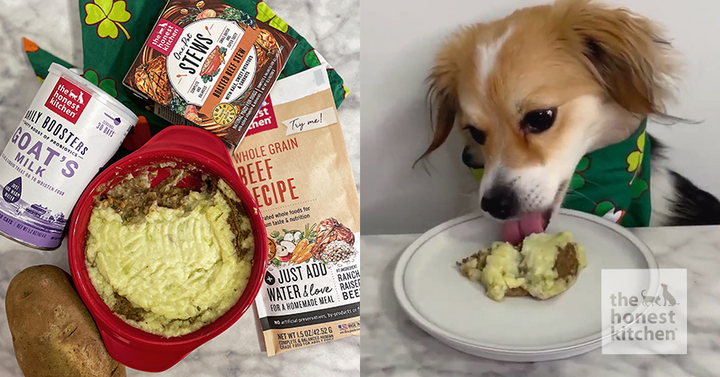 Shepherd's Pie for Dogs