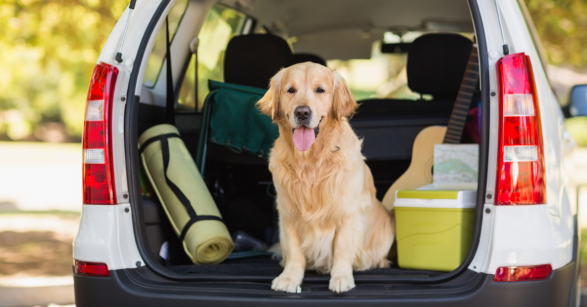 A Golden Retriever sitting in the back of a vehicle's hatchback