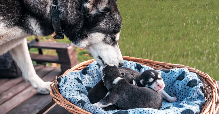 A dog sniffing her newborn puppies in a basket outside