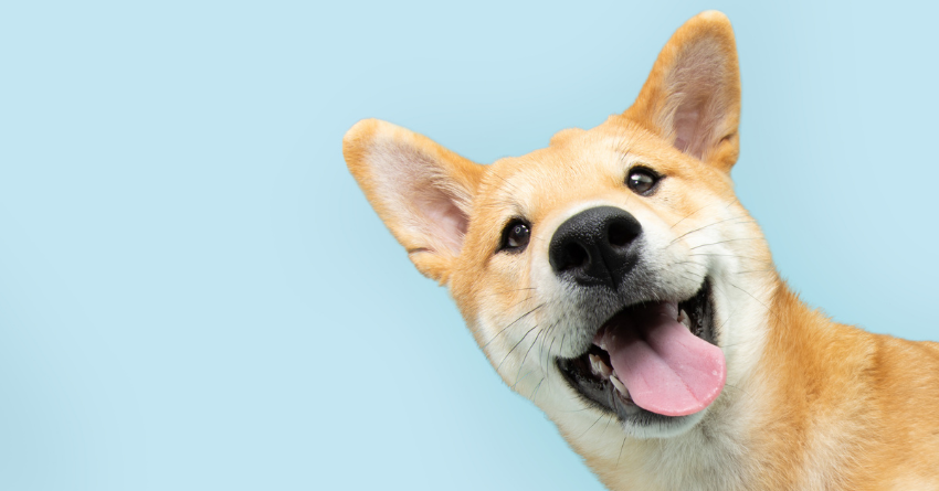 A happy dog smiling against a plain blue background